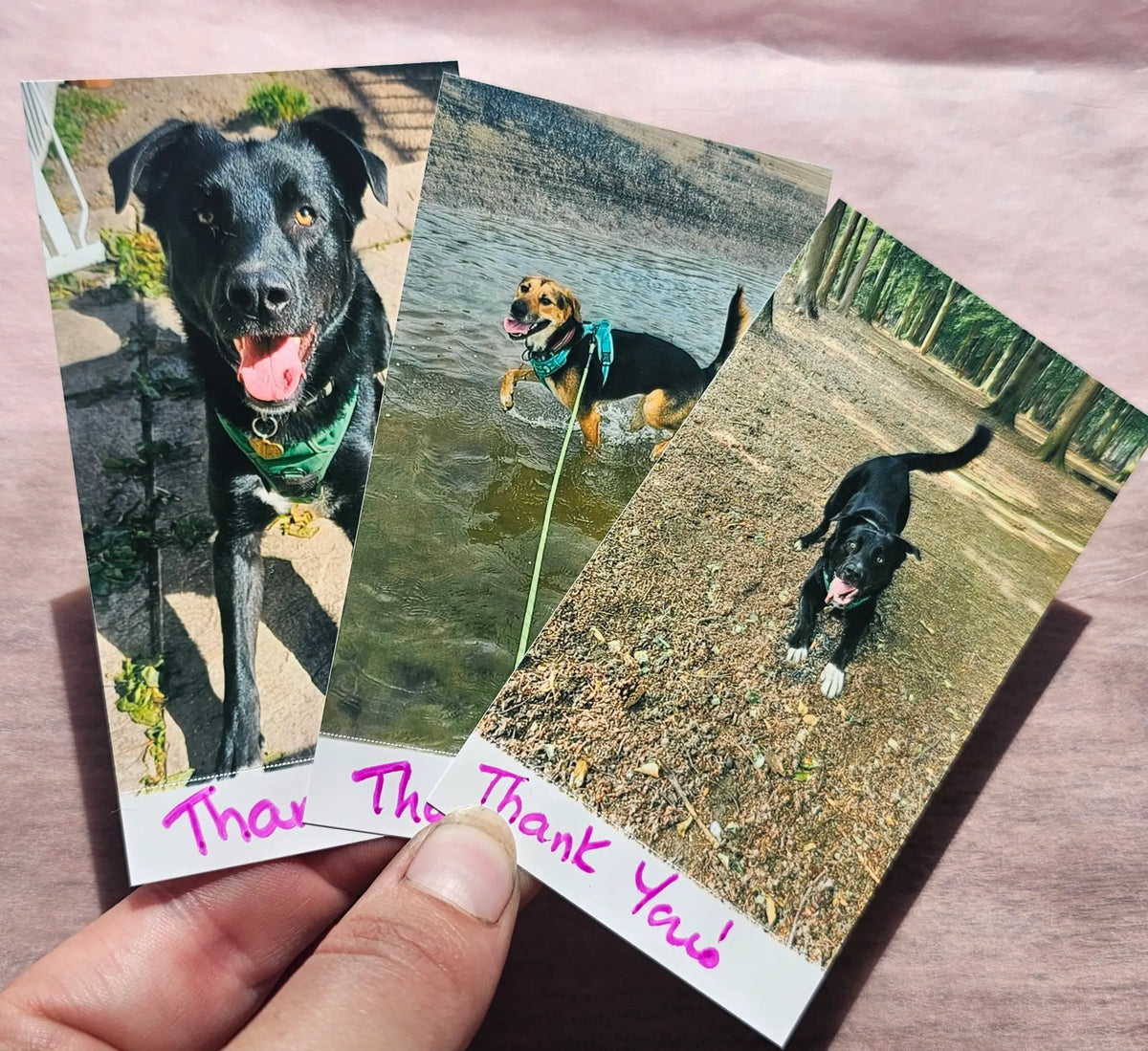 A hand holds three printed dog photos of foster dogs that your book purchases help fund with handwritten thank-you notes at the bottom, set against a soft pink fabric background.